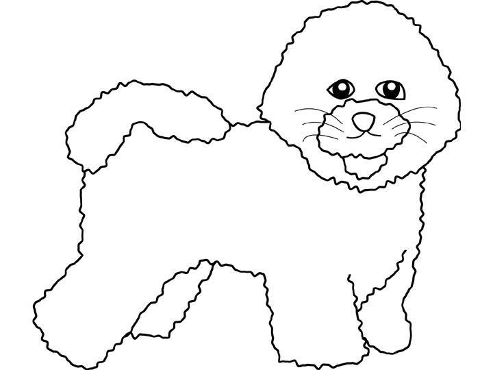 coloriage chien bichon